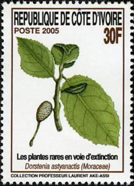 Dorstenia astyanactis