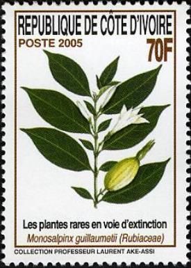 Monosalpinx guillaumetii