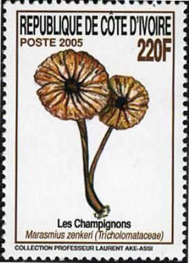 Fungi from Ivory Coast - Marasmius zenkeri