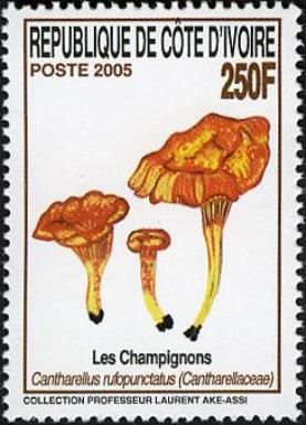 Fungi from Ivory Coast - Cantharellus rufopunctatus