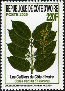 Coffea arabusta