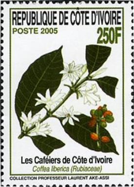 Coffea liberica