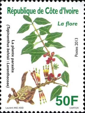 Tapinanthus belvisii: Loranthaceae
