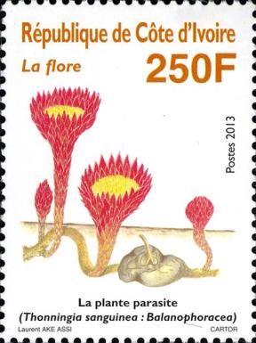 Thonningia sanguinea: Balanophoracea