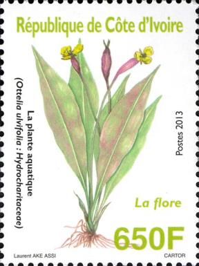 Ottelia ulvifolia: Hydrocharitaceae