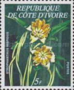 Strophanthus hispidus