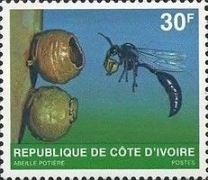 Wasp