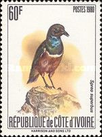 Superb Starling (Spreo superbus)
