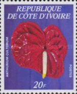 Anthurium cultorum
