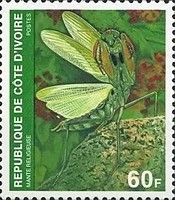 Praying Mantis (Mantis religiosa)