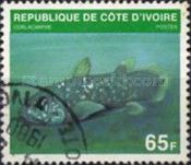 West Indean Ocean Coelacanth (Latimeria chalumnae)