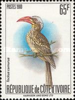 Red-billed Dwarf Hornbill (Tockus camurus)