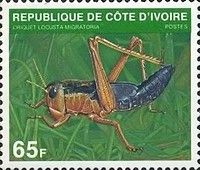 Migratory Locust (Locusta migratoria)