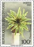 Pineapple flower