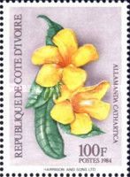 Allamanda cathartica