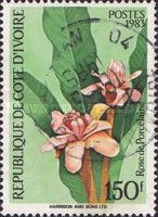 Porcelain rose (Etlingera elatior)
