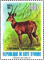 Harnessed Bushbuck (Tragelaphus scriptus)