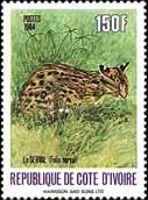 Serval (Leptailurus serval)