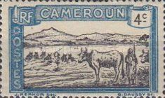 Cattle Crossing a River