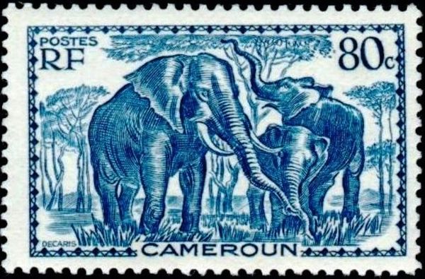 African Elephant (Loxodonta africana)