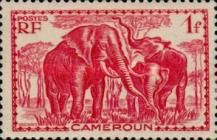 African Elephant (Loxodonta africana)