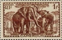 African Elephant (Loxodonta africana)