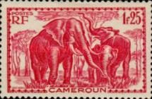 African Elephant (Loxodonta africana)