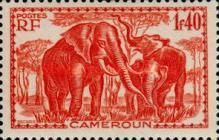 African Elephant (Loxodonta africana)