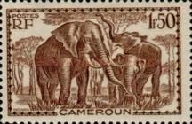 African Elephant (Loxodonta africana)