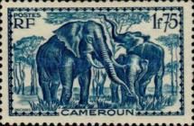 African Elephant (Loxodonta africana)