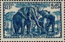 African Elephant (Loxodonta africana)