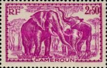 African Elephant (Loxodonta africana)