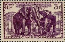 African Elephant (Loxodonta africana)