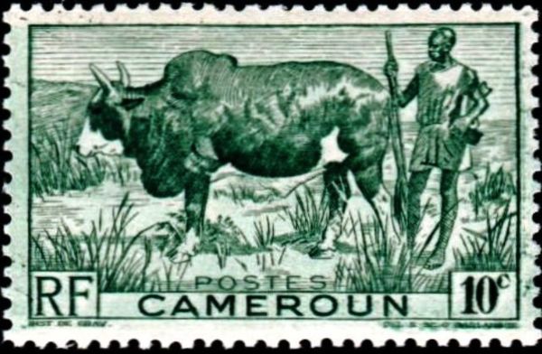 Zebu (Bos primigenius indicus), Herdsman