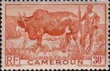 Zebu (Bos primigenius indicus), Herdsman