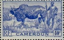 Zebu (Bos primigenius indicus), Herdsman