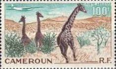 Giraffe (Giraffa camelopardalis)