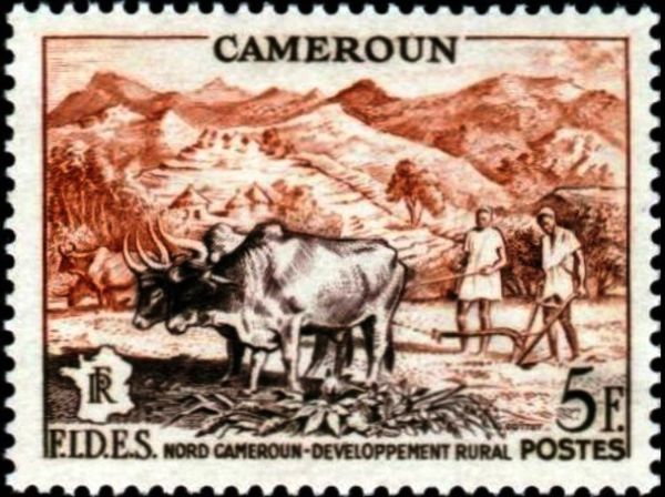 Plowing the Field with Cattle (Bos primigenius indicus)