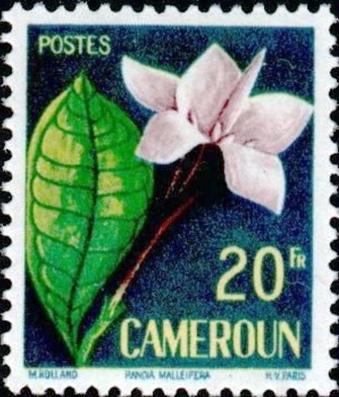 Randia malleifera