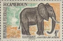 African Elephant (Loxodonta africana)