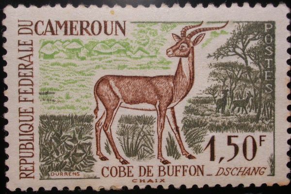 Ugandan Kob (Kobus kob)