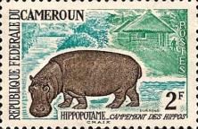 Hippopotamus (Hippopotamus amphibius)