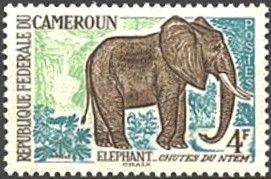 African Elephant (Loxodonta africana)