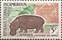 Hippopotamus (Hippopotamus amphibius)