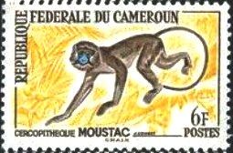 Moustached Guenon (Cercopithecus cephus)