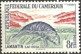 African Manatee (Trichechus manatus senegalensis)