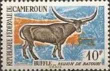 Watussi Cattle (Bos primigenius taurus)