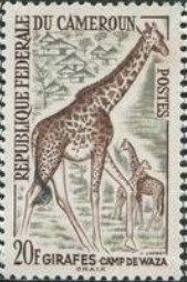 Giraffe (Giraffa camelopardalis)