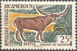 Watussi Cattle (Bos primigenius taurus)