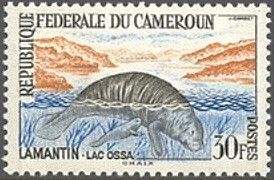 African Manatee (Trichechus manatus senegalensis)